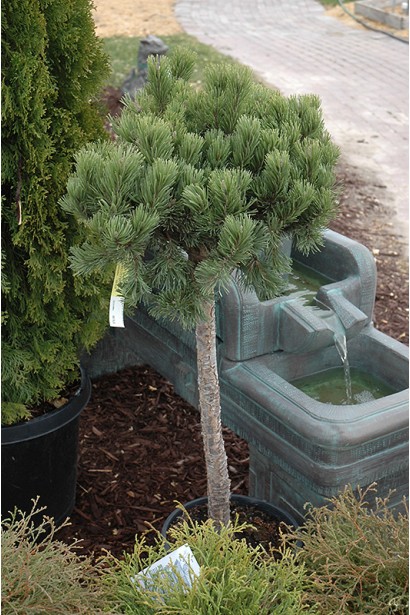 Pinus mugo Gnom on shtambe посадка